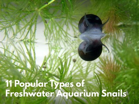 what do you feed snails in a fish tank and can aquatic snails coexist peacefully with other fish species?